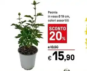 Iper La Grande Peonia in vaso offerta