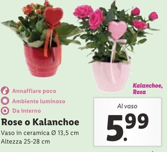 Lidl Rose o Kalanchoe offerta