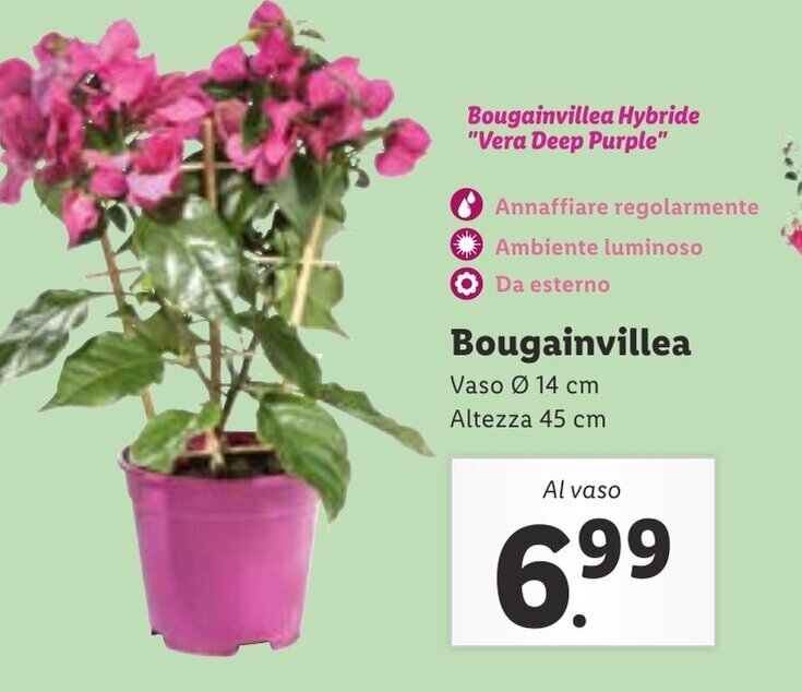 Bougainvillea offerta di Lidl