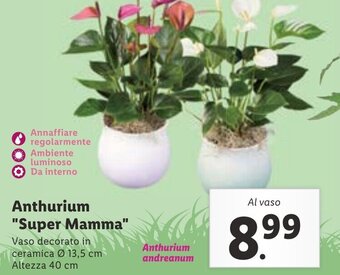Lidl Anthurium "Super Mamma" offerta