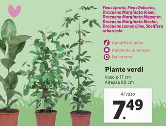 Lidl Piante verdi offerta