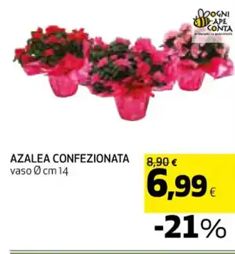 Coop AZALEA CONFEZIONATA offerta