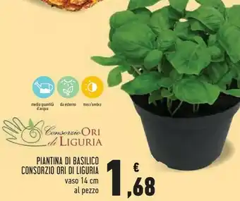 Consorzio Ori Di Liguria Piantina Di Basilico