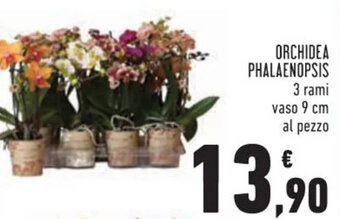 Conad ORCHIDEA PHALAENOPSIS offerta