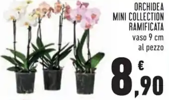 Conad ORCHIDEA MINI COLLECTION RAMIFICATA offerta