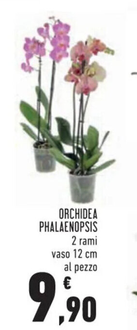 ORCHIDEA PHALAENOPSIS