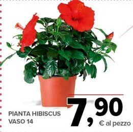 Todis Pianta hibiscus vaso 14 offerta