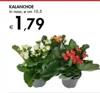Bennet Kalanchoe In Vaso offerta