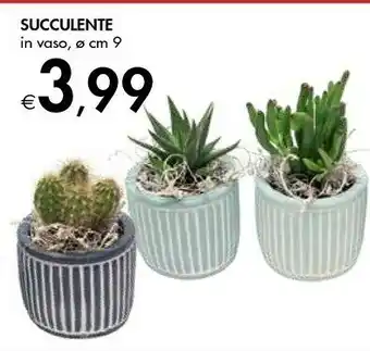 Bennet Succulente In Vaso offerta