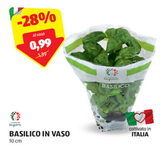 ALDI BASILICO IN VASO 10 cm offerta