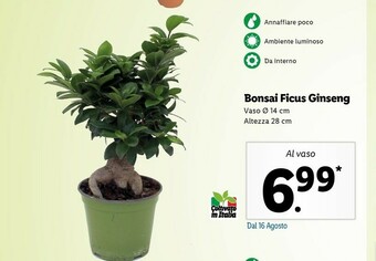 Lidl Bonsai Ficus Ginseng offerta