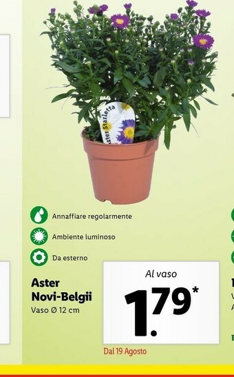 Aster Novi-belgii