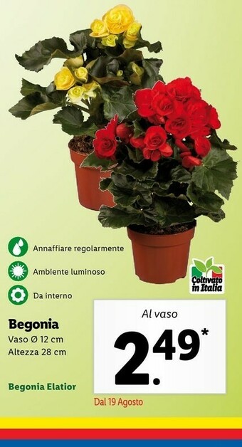 Lidl Begonia offerta