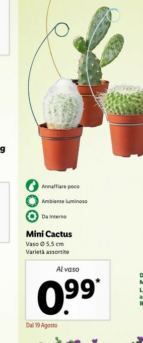 Lidl Mini Cactus offerta