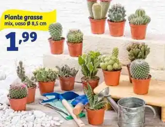 In'S Mercato Piante grasse mix, vaso Ø 8,5 cm offerta