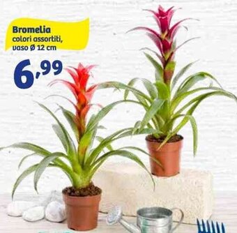 In'S Mercato Bromelia colori assortiti, vaso Ø 12 cm offerta