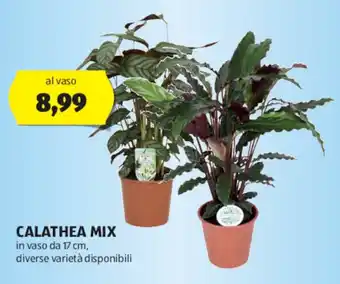 ALDI CALATHEA MIX in vaso da 17 cm offerta