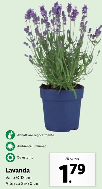 Lidl Lavanda offerta