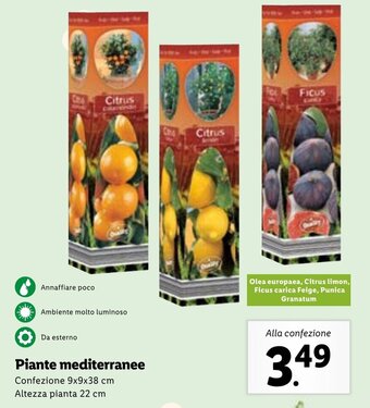 Lidl Piante mediterranee offerta