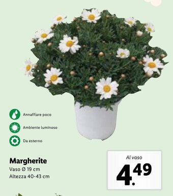 Lidl Margherite offerta