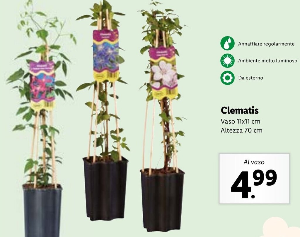 Offerta Clematis Vaso 11x11 cm Altezza 70 cm nel volantino di Lidl