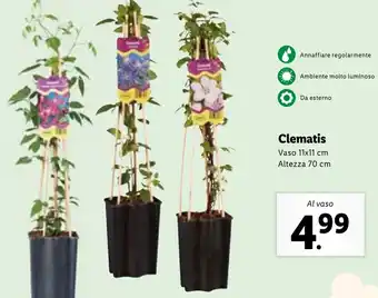 Lidl Clematis Vaso 11x11 cm Altezza 70 cm offerta