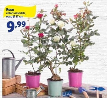In'S Mercato Rosa offerta