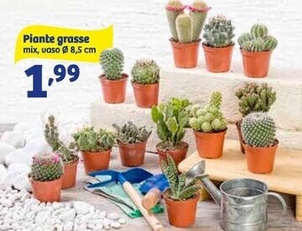 In'S Mercato Piante grasse offerta