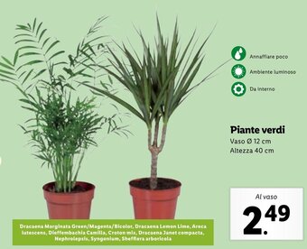 Lidl Piante verdi offerta