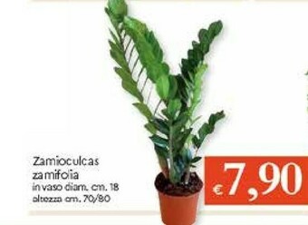 Galassia Piante offerta