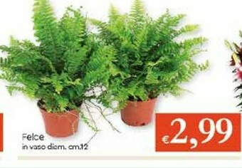 Galassia Piante offerta