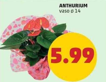 PENNY ANTHURIUM vaso ø 14 offerta