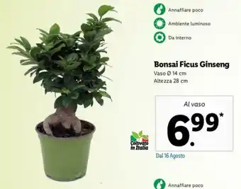 Lidl Pollice Verde Bonsai Ficus Ginseng 28cm offerta