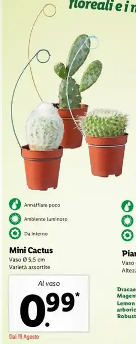 Lidl Pollice Verde Mini Cactus offerta