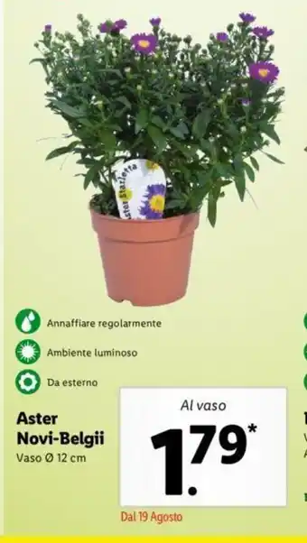 Pollice Verde Aster Novi-Belgii