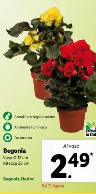 Lidl Pollice Verde Begonia offerta