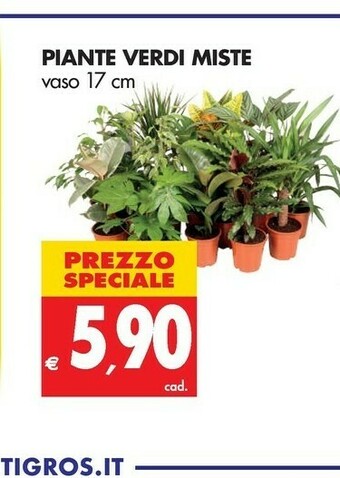 Tigros Piante Verdi Miste offerta