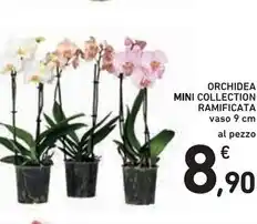 Spazio Conad Orchidea mini collection ramificata offerta