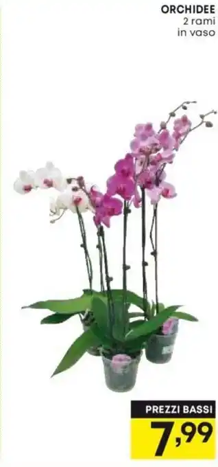 ORCHIDEE 2 rami in vaso