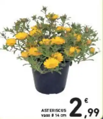 Conad ASTERISCUS vaso Ø 14 cm offerta