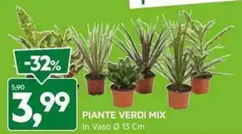 DPiù PIANTE VERDI MIX In Vaso Ⓒ 13 Cm offerta