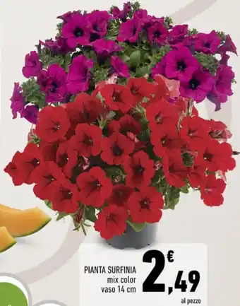 Conad PIANTA SURFINIA mix color vaso 14 cm offerta