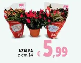 AZALEA Ø cm 14
