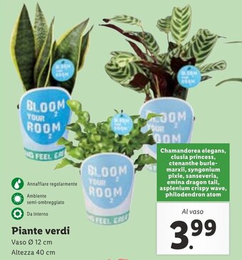 Lidl Piante verdi offerta