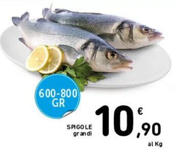 SPIGOLE grandi