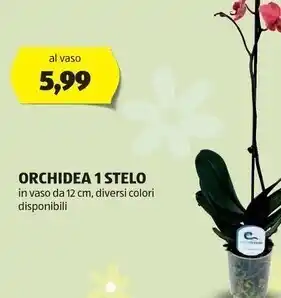 ALDI Orchidea 1 stelo offerta