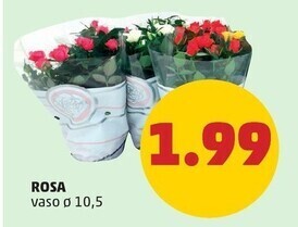PENNY Rosa offerta