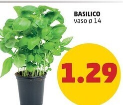 PENNY Basilico offerta