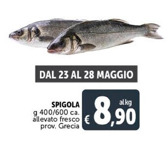 Spigola
