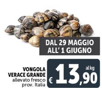 Vongola verace grande